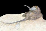 Onnia Trilobite - Long Occipital Spine #74701-6